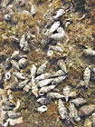 photo de cérithe commune, Cerithium vulgatum